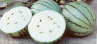 Favorite Crop Varieties: Watermelon, Shvelisi Garlic, Lima Beans and Chinese Kale Image